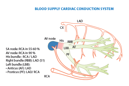 Coronary anatomy - PCIpedia